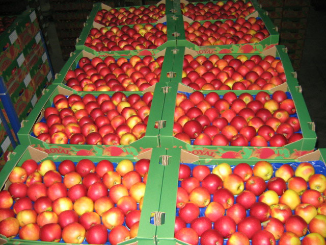 Uskladnené jablká v prepravkách
